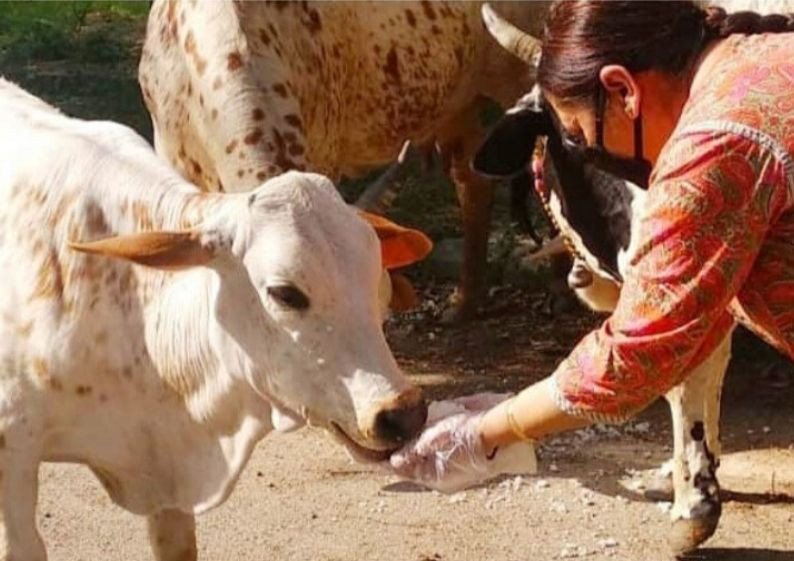 Stray Animals Welfare